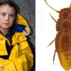 In onore di Greta Thunberg una specie di scarafaggio si chiamerà come lei