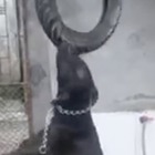 Il curioso gioco del cane saltatore