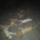 Avvelenati dieci cuccioli di cane a Messina: gli animalisti: «Bocconi alla stricnina»