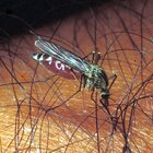 Punture di insetti, quattro casi mortali in Italia da giugno: quali sintomi non bisogna trascurare