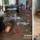 Si sveglia e trova i regali di Natale sotto l'albero distrutti (e mangiati) dal cane. Il video della reazione su TikTok