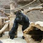 A Praga gorilla risulta positivo e perde appetito: due leoni hanno la tosse