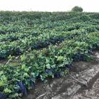 Vigneti distrutti e raccolta gravemente compromessa Vigneti distrutti e raccolta gravemente compromessa