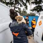 L'Italia blocca l'ingresso di cani e gatti provenienti dai rifugi ucraini
