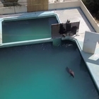 L'ultimo delfino, morta Honey, unica superstite nel parco acquatico abbandonato in Giappone Video