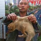 Cina, col coronavirus riaprono i mercati: in vendita cani, gatti e pipistrelli