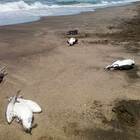 Alga killer a Palidoro: è strage di uccelli in spiaggia