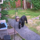 Cane coraggioso scaccia così l'orso entrato in casa