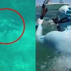 Bahamas, squalo attacca così un uomo alla testa