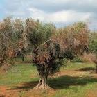 Emiliano chieda scusa per le giravolte invece di contestare oggi Emiliano chieda scusa per le giravolte invece di contestare oggi