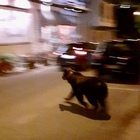 Orso a passeggio a Scanno, i turisti scattano foto senza paura