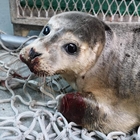 Pescatore tenta di uccidere un cucciolo di foca a calci in testa: «Mangia il mio pesce». Denunciato