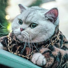 I gatti top model che guadagnano più dei “colleghi” umani