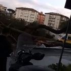 Roma, grosso pino marittimo caduto a corso Trieste: traffico in tilt