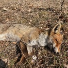 Foligno, volpe uccisa da un veleno bandito da 10 anni. Caccia ai bocconi killer