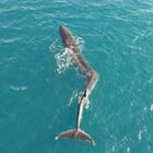 Una balena con la scoliosi: un video mostra come si è alterata la sua anatomia e come il mammifero di 40 tonnellate nuoti con difficoltà