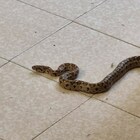 Un serpente (in via di estinzione) in casa: paura in via Leuca
