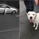 Cane abbandonato in strada rincorre l'auto del padrone e tenta di risalire