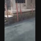 Venezia, l'effetto della quarantena: l'acqua dei canali torna limpida