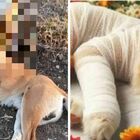 Spari contro un cane e una gatta, piccione ucciso a bastonate: allarme violenze sugli animali in Sardegna