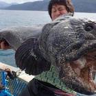 Pesce gigante catturato vicino Fukushima