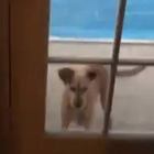 Terremoto California, filma il cane fuori casa durante la scossa: il post indigna i social