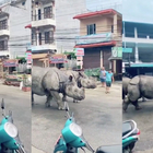 Nepal, due rinoceronti passeggiano in mezzo alla strada
