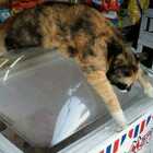 Gran Bretagna bollente, non solo gli uomini lottano contro il caldo: sui social spopolano i gatti nel frigorifero
