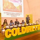 Furti di olive e mezzi agricoli, crescono in Puglia gli episodi criminosi nelle campagne/ I dati provincia per provincia
