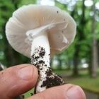 Raccolgono funghi nel bosco dell'ospedale e li mangiano a pranzo: nonna di 92 anni morta avvelenata, altri 4 intossicati