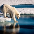Cambiamenti climatici: gli orsi polari stremati dalla fame invadono villaggi russi in cerca di cibo
