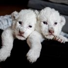Nala e Simba, nati in Francia due cuccioli di leone bianco