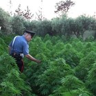 Piantagione di marijuana nel suo terreno, 54enne arrestato dai carabinieri nel Napoletano