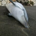Ostia, delfino trascinato contro gli scogli dalla mareggiata: l'allarme dato dai passanti