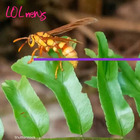 Isola dei famosi, paura per la vespa boia: è tra gli animali più pericolosi del mondo e vive in Honduras