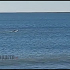 Ostia, il passaggio di un delfino ripreso dalla battigia