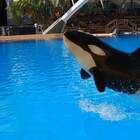 Morta Ula, la giovane orca del parco marino di Tenerife. È il secondo caso in pochi mesi: «La cattività uccide»