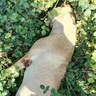 Cane strangolato con un filo di ferro e ucciso in campagna: taglia per trovare il colpevole