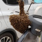 Trovano alveare su un motorino a Roma, le api salvate dai vigili