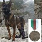 Kuno, il cane che ha perso due zampe per combattere i talebani, premiato con una medaglia