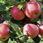 Dopo la grandine le mele danneggiate diventano spremuta