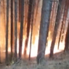 Incendi in Calabria, le fiamme divorano l'albero in un attimo