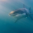 Surfista muore a 30 anni dopo l'attacco di uno squalo: trascinato in acqua per una gamba