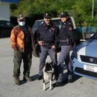 Cane rarissimo trovato lungo la statale tra camion e auto: Laika salvata dai poliziotti