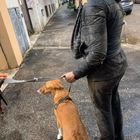 Roma, donna aggredita da un pitbull mentre era a passeggio col cane: «Poteva trasformarsi in tragedia»