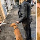 Roma, donna aggredita da un pitbull mentre era a passeggio col cane: «Poteva trasformarsi in tragedia»