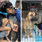 Ucraina, oltre cento tra cani e gatti salvati in un colpo solo dall'associazione tedesca che li trasferisce in Germania