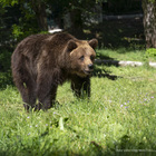 Tre orsi salvati in un circo in Lituania: ora sono ospiti del Parco d'Abruzzo