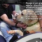 Il cane Pongo in corsia, il primo medico a quattro zampe tra i pazienti in dialisi a Napoli