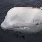 Beluga russo in Svezia, il caso della balena Hvaldimir: «È una spia della marina di Putin»